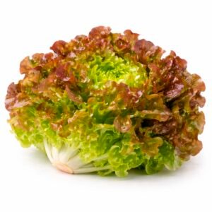 Lechuga francesa unidad